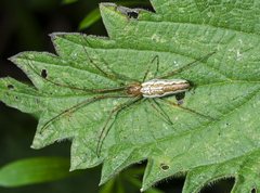 Tetragnatha extensa - Longjawed orb weaver